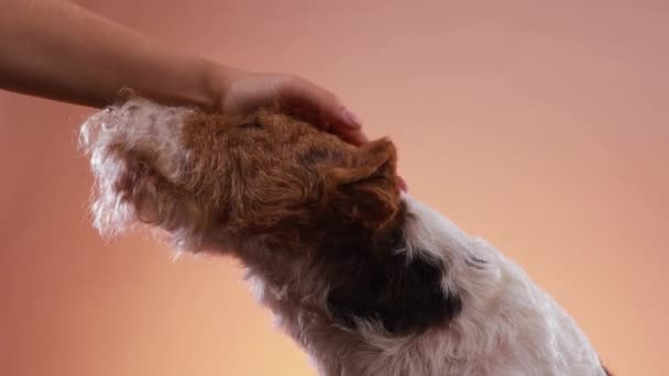 The hand of the hostess strokes the spotted fox terrier on the head against an orange pink gradient background, side view. The dog takes pleasure in stroking. Close up — Vídeos de Stock