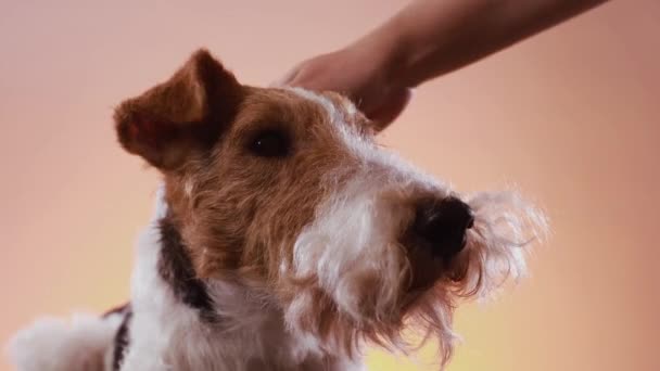 De mistresss hand streelt de vos terriërs hoofd op een oranje roze gradiënt achtergrond. Close-up van de snuit van een hond die in de studio ligt. — Stockvideo