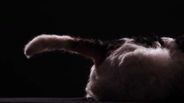 Zijaanzicht van een getrainde vossenterriër die kwispelt. Slechts de helft van de hond is zichtbaar in een donkere studio op een zwarte achtergrond. Sluiten.. — Stockvideo