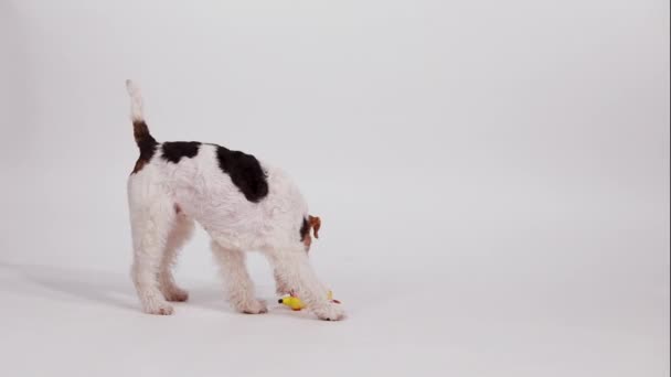 Un sympathique fox terrier joue avec un chien jouet jaune. Mouvement lent d'un chien qui s'amuse en studio sur fond blanc. Entraînement et jeu avec les animaux domestiques. Gros plan. — Video