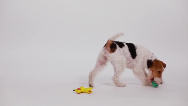 Fox Terrier playing in the studio on a white background in slow motion. The dog has two toys to choose from, but he likes the green ball that he runs after and which he grabs with his teeth. Close up. — Stock Video