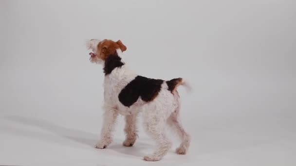 Side view of a cheerful spotted fox terrier in the studio on a white background. The happy dog stands in full growth, paws slide a little on the floor, slow motion. Close up. — Video