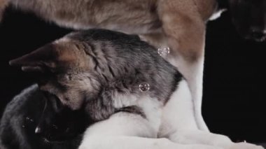 Amerikan Akita 'sından bir çift köpek stüdyoda siyah bir arka planda uçan sabun köpüklerine hayran kalarak ürüyor. Bir köpek yalan söyler, ikincisi ayakta durur ve sadece bacakları ve burnu görünür. Kapat..