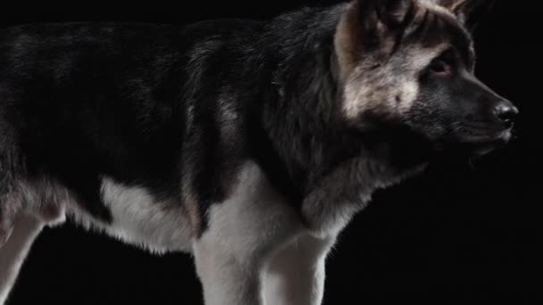 American Akita står i studion på en svart bakgrund. Hunden vänder på huvudet och ser sig omkring, med jämna mellanrum blickar mot kameran. Närbild. — Stockvideo