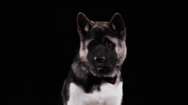 Porträt eines Hundes der amerikanischen Rasse Akita, der im Atelier auf schwarzem Hintergrund sitzt. Das Haustier trägt eine weinrote Fliege um den Hals. Der Hund ist ein Gentleman. Nahaufnahme. — Stockvideo