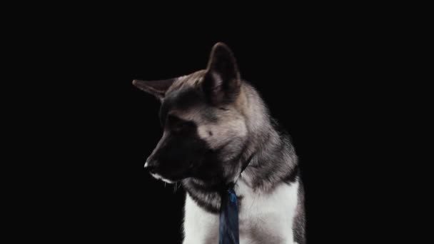 Der Amerikaner Akita sitzt mit einer elektrisch blauen Krawatte im Studio auf schwarzem Hintergrund. Der Hund gähnt mit weit geöffnetem Maul, dreht dann den Kopf zur Seite und klickt mit den Zähnen. Nahaufnahme. — Stockvideo