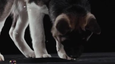 Köpek yetiştiricisi Amerikan Akita stüdyoda siyah arka planda uçan sabun baloncuklarını yakından izliyor. Hayvan oturur ve kabarcıklara bakarak ayağa kalkar. Kapat..