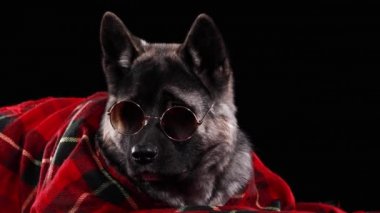Bir Amerikan Akita 'sı gözlerinin üstüne kırmızı bir battaniye ve güneş gözlüğü örterek yatıyor. Stüdyoda siyah arka planda bir köpek var. Hava hâlâ güneşli ama şimdiden serin. Kapat..