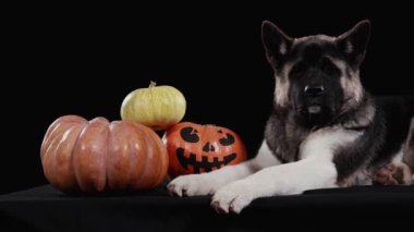 American Akita stüdyoda üç balkabağının yanında siyah bir arkaplanda yatıyor. Balkabaklarından birinin üzerinde korkunç bir yüz resmi var. Cadılar Bayramı gecesi konsepti. Kapat..