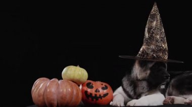 Cadılar Bayramı şapkası takan bir Amerikalı Akita üç balkabağının yanında yatıyor, birinin üzerinde korkunç bir yüz resmi var. Stüdyoda siyah arka planda bir köpek var. Komik Cadılar Bayramı kartı. Kapat..