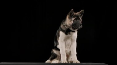Amerikan Akita 'sının stüdyoda ağır çekimde siyah bir arkaplanda oturduğu ön plan. Evcil hayvanın boynunda bordo bir papyon var. Köpek bir gala için hazır. Kapat..