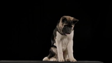 American Akita stüdyoda siyah bir arka planda tamamen büyümüş bir şekilde oturuyor. Köpek başını büker, yavaşça ağzını açar ve kapatır. Kapat..