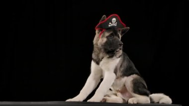 American Akita rahatlamış ve yavaş çekimde siyah bir arka plana bakarak stüdyoya bakıyor. Köpeğin kafasında korsan şapkası var. Kapat..