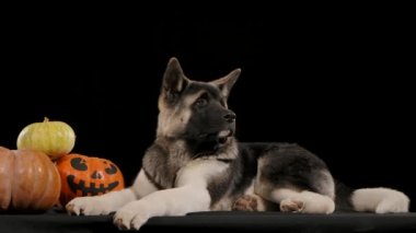 American Akita stüdyoda üç balkabağının yanında siyah bir arka planda ağır çekimde yatıyor. Balkabaklarından birinin üzerinde korkunç bir yüz resmi var. Cadılar Bayramı gecesi konsepti. Kapat..