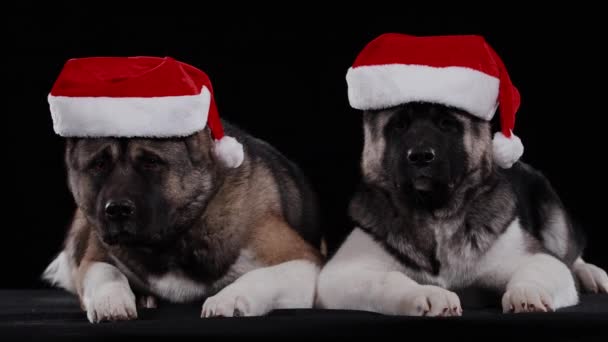 Two dogs of the American Akita breed lie and twirl their bearish faces on the sides. Pets pose in the studio against a black background, both wearing red Santa Claus hats on their heads. Close up. — Stock Video