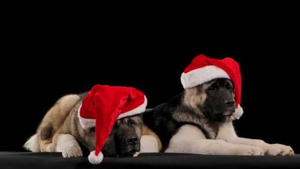 Dos perros Akita americanos yacen, casi dormidos, en el estudio sobre un fondo negro en cámara lenta. Las mascotas llevan sombreros rojos de Santa Claus en la cabeza. De cerca.. — Vídeo de stock