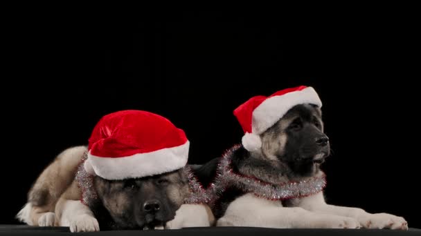 Dvě americké Akity lžou a čekají na Nový rok. Zvířata mají na krku novoroční tinkel a na hlavě čepici Santa Clause. Psi v ateliéru na černém pozadí, zblízka. Pomalé — Stock video