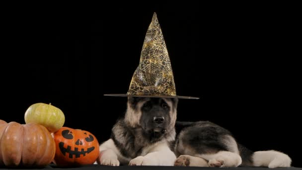 Een Amerikaanse Akita met een Halloween hoed ligt naast drie pompoenen, waarvan er één een eng gezicht heeft geschilderd. Hond in de studio op een zwarte achtergrond in slow motion. Portemonnee of leven. Sluiten.. — Stockvideo