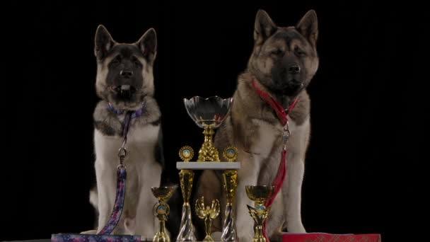 Due orgogliosi cani campioni americani Akita siedono ai lati di tre tazze vinte in studio su uno sfondo nero. Entrambi gli animali hanno collari al guinzaglio intorno al collo, uno rosso e l'altro blu. Da vicino.. — Video Stock