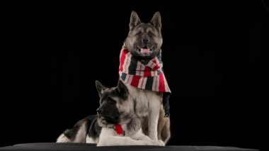Stüdyoda siyah arka planda poz veren bir çift Amerikalı Akita. Daha büyük bir köpek tamamen büyümüş ve kırmızı yakalı küçük bir köpek yakınlarda uzanıyor. Yaklaşın, ağır çekim..