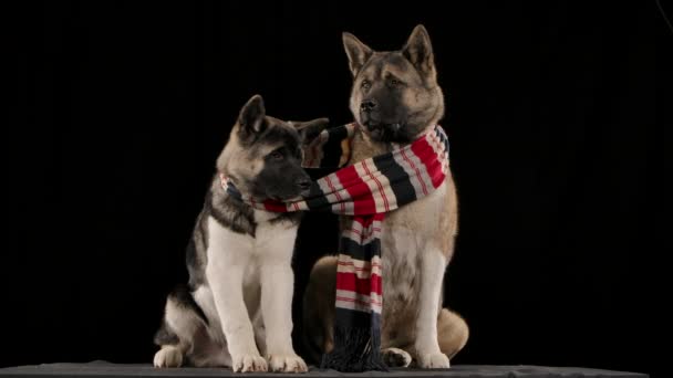 Due cani, uno dei quali è più grande del secondo, della razza americana Akita, siedono in studio su uno sfondo nero al rallentatore. Essi sono tenuti al caldo da una singola sciarpa. Da vicino.. — Video Stock