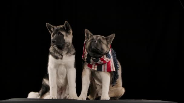 Přední pohled na dvě americké Akity sedící ve studiu na černém pozadí ve zpomaleném záběru. Velký pes s pruhovanou šálou kolem krku se poškrábe na břiše zadní tlapkou. Zavřít. — Stock video