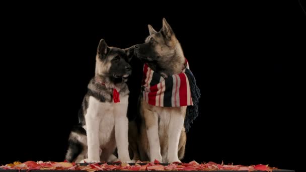 Due Akitas americane nello studio su sfondo nero sono sedute su foglie cadute, una in un colletto di corda, e l'altra è riscaldata da una sciarpa. Il fogliame comincia a cadere su di loro al rallentatore. Da vicino. — Video Stock