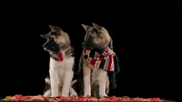 Hunde der amerikanischen Rasse Akita sitzen auf fallendem Herbstlaub im Atelier auf schwarzem Hintergrund. Gleichzeitig drehen sie ihre Köpfe nach rechts, und dann fällt Laub in Zeitlupe auf sie. Nahaufnahme — Stockvideo