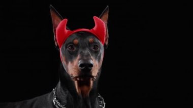 Doberman, kafasında kırmızı şeytan boynuzları olan siyah bir arka planda köpeğini eziyor. Köpek kameraya yakından baktı ve sonra havlamaya başladı. Şeytani karnaval kostümü, Cadılar Bayramı kostümü. Kapat..