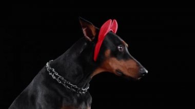 Stüdyoda siyah arka planda kırmızı boynuzlu bir Doberman Pinscher portresi. Köpek başını çevirir ve sonra kameraya bakmayı durdurur. Cadılar Bayramı. Kapat..