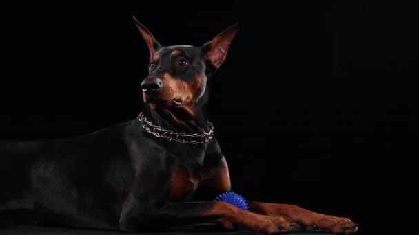 Doberman pinscher лежить в студії на чорному тлі. Собака має синій іграшковий м'яч між лапами, який він хапає зубами. Зачиніть.. — стокове відео
