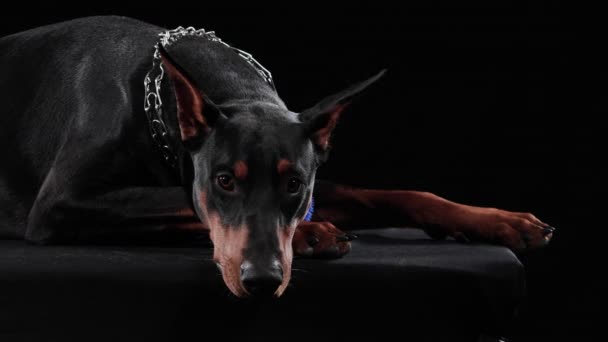 El Doberman Pinscher yace con la cabeza en las patas delanteras. El perro mira a la cámara y menea sus orejas, en el estudio sobre un fondo negro. De cerca.. — Vídeos de Stock