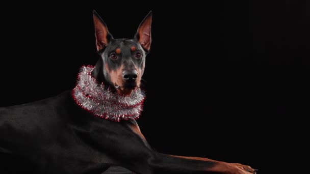 Vue latérale d'un Doberman Pinscher couché avec des étincelles du Nouvel An autour du cou dans le studio sur un fond noir. Le chien tend ses pattes avant vers l'avant et regarde devant lui. Gros plan. — Video