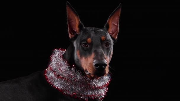 Портрет изящного добермана Пиншера с новогодней мишурой на шее в студии на черном фоне. Закрыть морду собаке, пристально глядящей в камеру. — стоковое видео