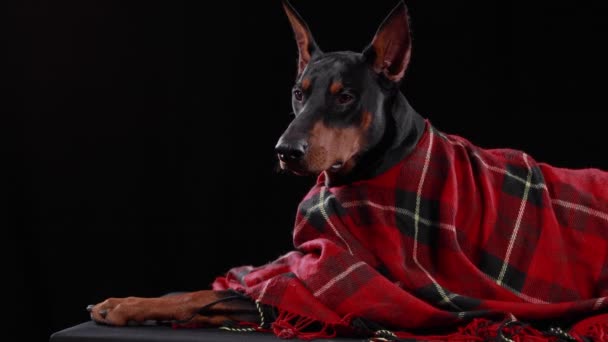 Un Doberman Pinscher fatigué est recouvert d'une couverture à carreaux dans le studio sur un fond noir. Le chien essaie de rester éveillé et clignote des yeux. Chaleureux et confortable. Gros plan. — Video