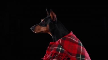 Kırmızı ekose battaniyeli koyu kahverengi bir dobermanın profil portresi. Köpek siyah arka planda stüdyoda oturur ve sonbahar yaprakları üzerine düşer. Kapat..