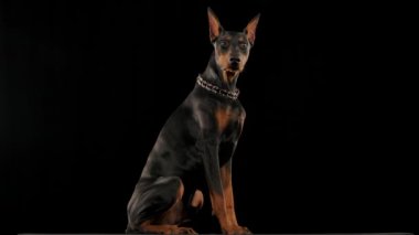 Doberman Pinscher siyah bir arka planda stüdyoda izole edildi. Köpek ağır çekimde oturmak ve uzanmak için komutları yerine getirir. Hayvan eğitimi. Kapat..