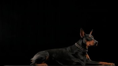 Yakalı bir Doberman stüdyoda siyah bir arka planda yatıyor ve esniyor. Köpek aşağı bakar ve ağır çekimde kaideden atlamaya hazırlanır. Kapat..