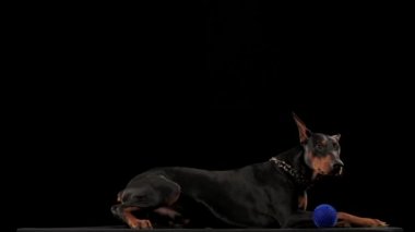 Doberman Pinscher yalan söylüyor ve tuhaf bir şekilde üçgen kulaklarını oynatıyor. Köpeğin yanında onun oyuncak mavi topu var. Hayvan ağır çekimde siyah bir arka planda izole edilir. Kapat..