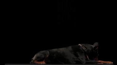 Doberman Pinscher şık bir tasmayla stüdyoda siyah arka planda mavi bir oyuncak topuyla zincirli bir oyun oynuyor. Köpek yavaş çekimde yalan söyler ve oyuncağını sert bir şekilde çiğner. Kapat..