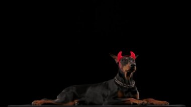 Kafasında kırmızı şeytan boynuzları olan Doberman Pinscher siyah arka planda stüdyoda yatıyor. Köpek başını kısa bir süre çevirir ve hareket etmeden boynunu uzatır. Yavaşça ileriye bakar.