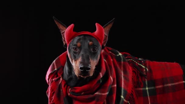DobermanPinscher está enrolado em uma xadrez xadrez vermelho com chifres de diabo vermelho em sua cabeça. Cão no estúdio sobre um fundo preto. Conceito de noite de Halloween. Fechar. — Vídeo de Stock