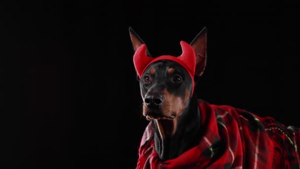 Доберман Піншер лежить скручений в червону пробну штукатурку з червоними рогами диявола на голові. Собака замордується і дивиться у студії на чорному тлі. Зачиніть.. — стокове відео