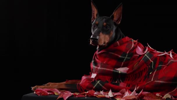 Thoroughbred Doberman Pinscher ligger i en röd rutig filt i studion på en svart bakgrund på fallna blad. Från ovan på hunden faller fortfarande röda höstlöv. Närbild. — Stockvideo