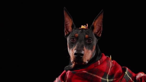 Ciemnobrązowy Doberman w czerwonym, kratowym kocu leży w studio na czarnym tle. Zbliżenie twarzy psa z opadającym liściem na głowie. Temat jesieni. — Wideo stockowe