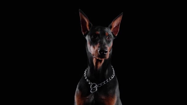 Přední pohled na čistokrevného dobrmana Pinschera sedícího ve studiu na černém pozadí. Detailní záběr na psí tlamu s řetízkovým límcem na krku. — Stock video