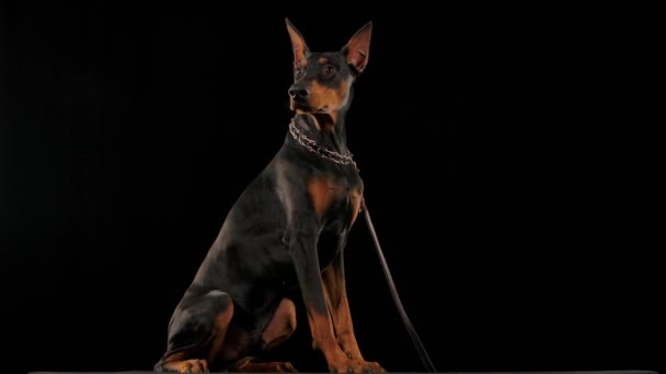 Doberman Pinscher zit in volle groei met een halsband en riem in de studio op een zwarte achtergrond. Wanneer de riem wordt losgelaten, gaat het huisdier in slow motion liggen. Sluiten.. — Stockvideo