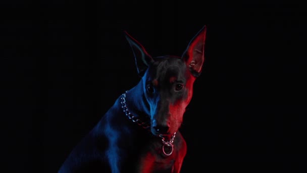 赤と青の光の中で黒い背景にドバーマンピンシャーの正面の映像。ハンサムで真剣なペットがスタイリッシュなチェーンカラーに座っています。閉じろ!. — ストック動画