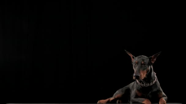 スタジオのチェーンの形でスタイリッシュな襟にサラブレッドのドバーマン・ピンシャーの正面の肖像画は、スローモーションの黒い背景にあります。コピースペース。閉じろ!. — ストック動画