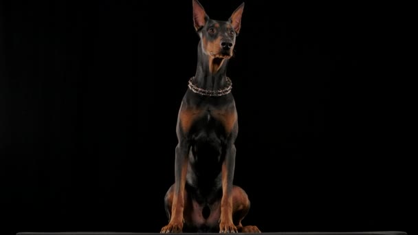 Stüdyoda oturan bir Doberman Pinscher 'ın ön portresi. Köpek başını çevirir ve dudaklarını ağır çekimde yalar. Kapat.. — Stok video